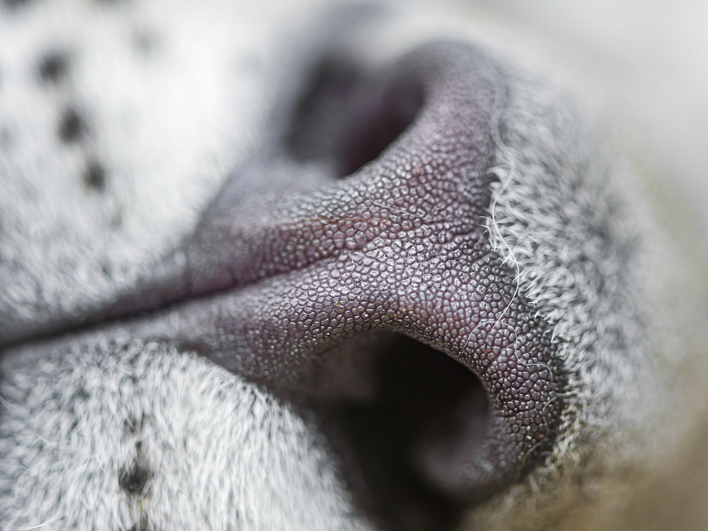 The nose of a snow leopard