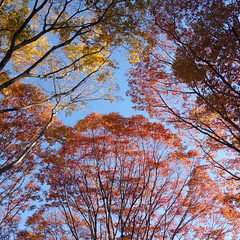 静岡市内。秋。