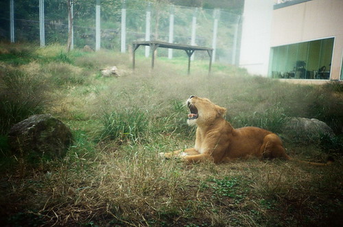 Yawn Lion