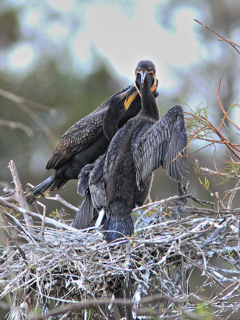 Double-crested Cormorant feeding chicks 02-20131210
