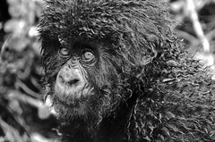 Rwanda Silverback Mountain Gorillas