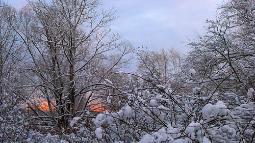 Snowy tree branches near sunset in Portsmouth, NH by nelights