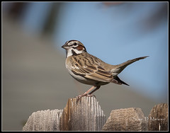 New World Sparrows (Emberizidae)