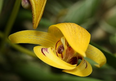 Bulbophyllum species and hybrids