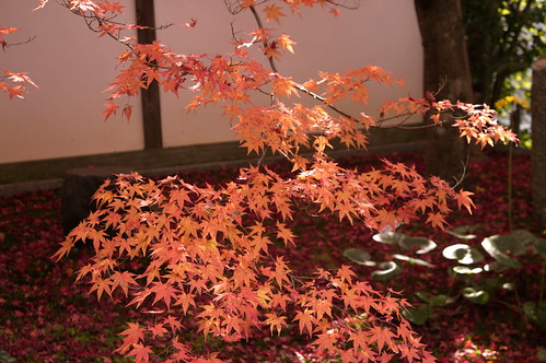【写真】紅葉 : 金福寺