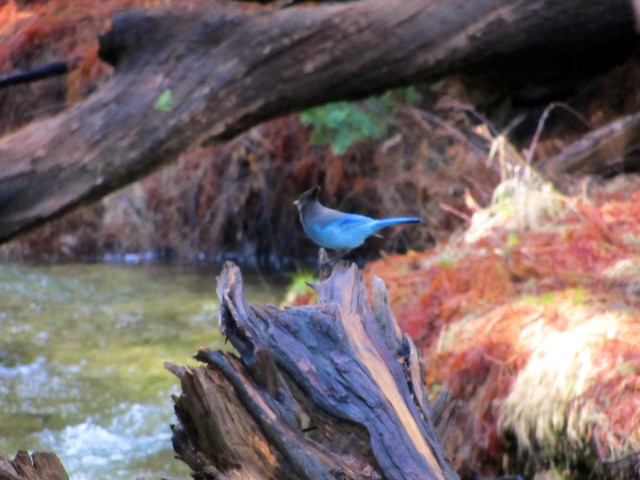 Bluebird in Yosemite