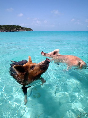 swimming pigs