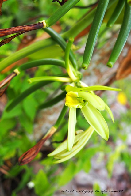 the Vanilla orchid, La Digue- Seychelles Islands