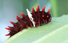 Caterpillar (Vietnam)