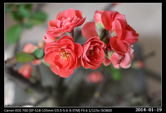 20140119_Flowers
