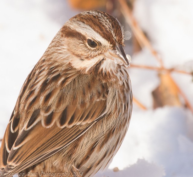 Sparrow in the Snow again 1