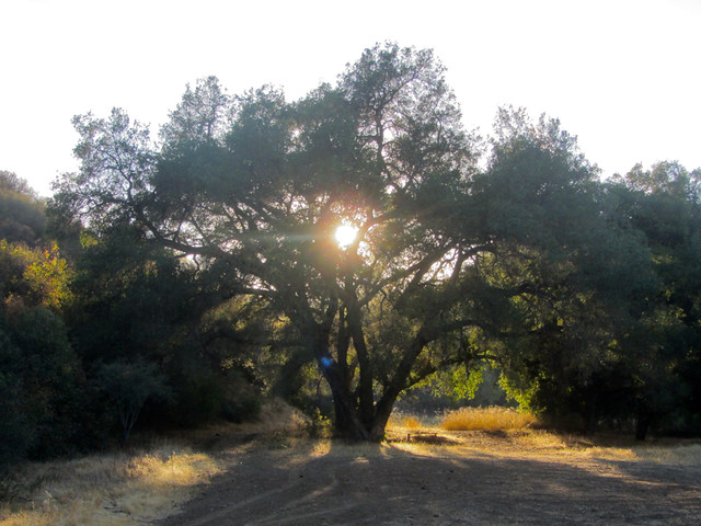 oak light at dusk