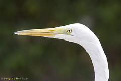 Garça-branca-grande (Casmerodius albus, sin. Ardea alba) - The Great Egret
