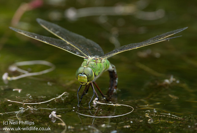 Emperor dragonfly egg laying-1