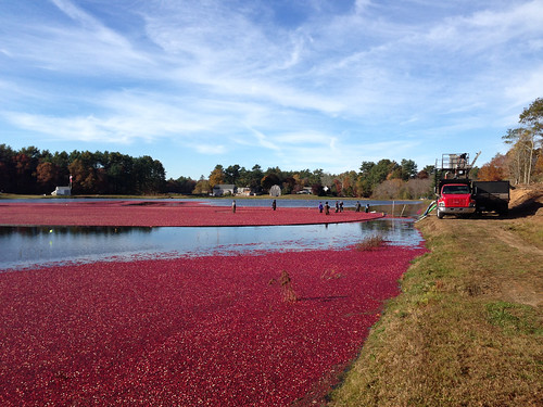 cranberry plant in water