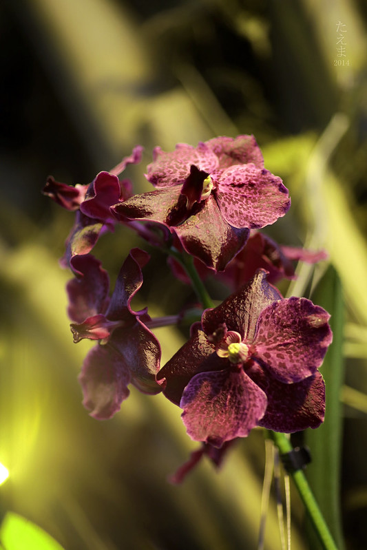 exh.orchids_02