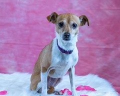 02/11/17 Wags & Whiskers Adoption Event