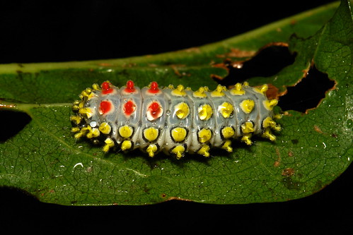 Chalcosiine Day-Flying Moth Caterpillar (Cyclosia sp., Zygaenidae)