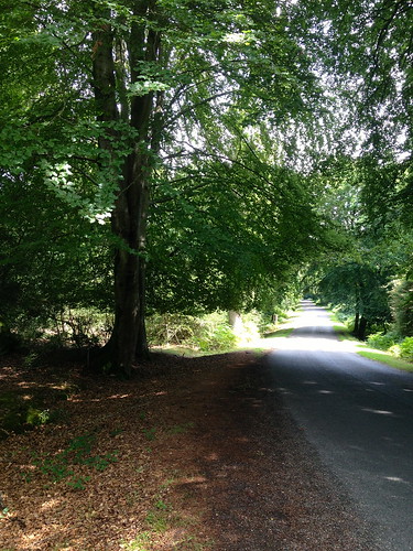 A New Forest road