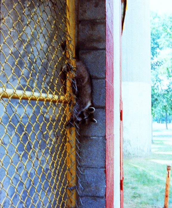 raccoon-fence-climb-01-small