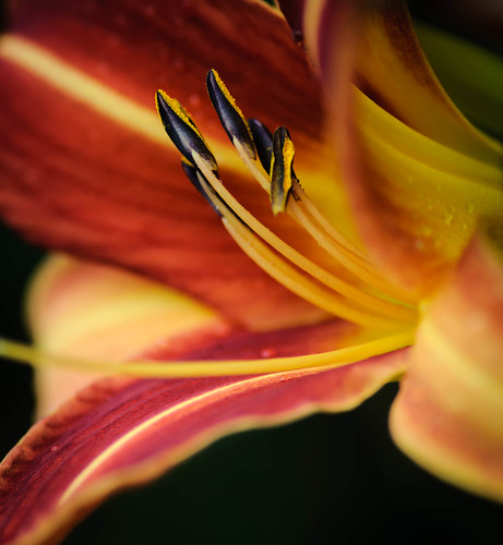 Summer Lilies by DanceofLifeImageMiner