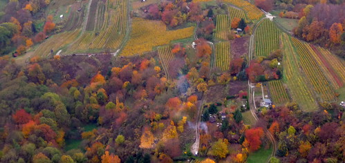 Vinyards and mixed forest from a hot air balloon by Ginas Pics