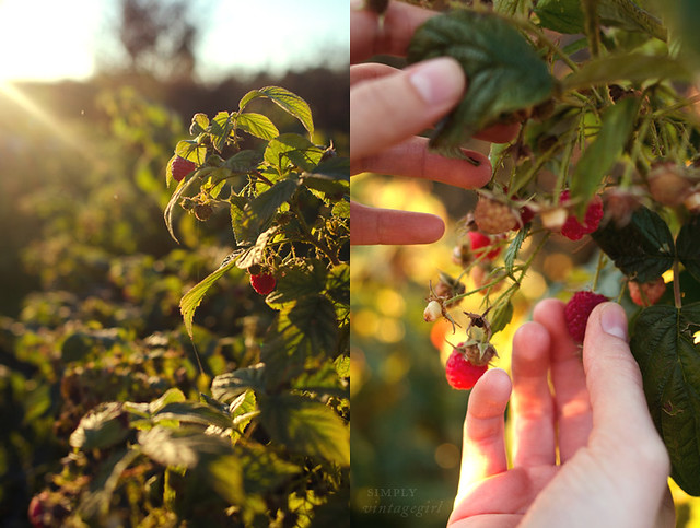 Harvest Time - Picking Raspberries