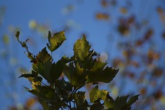 			Klaus Naujok posted a photo:	Just a few leaves left on my neighbor's tree.
