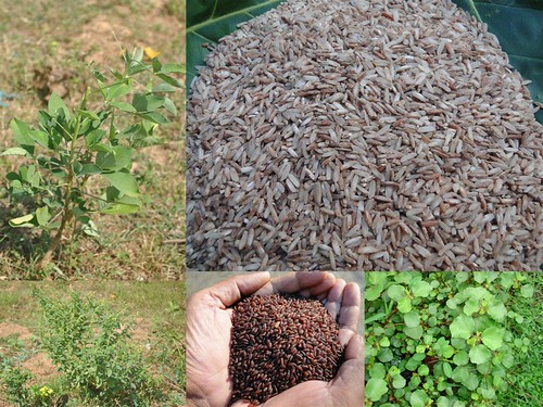 Validated Medicinal Rice Formulations for Diabetes (Madhumeha) and Cancer Complications and Revitalization of Pancreas (TH Group-140 special) from Pankaj Oudhia’s Medicinal Plant Database by Pankaj Oudhia