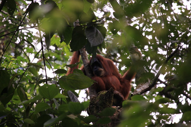 Orang utan in trees, Gunung Leuser National Park, Sumatra