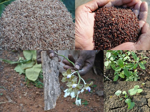 Validated and Powerful Medicinal Rice Formulations for Diabetes (Madhumeha) and Cancer Complications and Revitalization of Pancreas (TH Group-147) from Pankaj Oudhia’s Medicinal Plant Database by Pankaj Oudhia