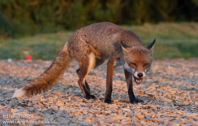 red fox_-8
