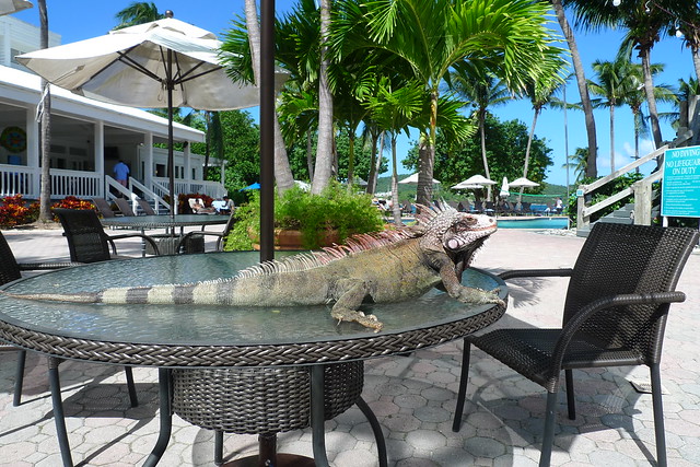 the wild iguanas seemed comfortable in our presence