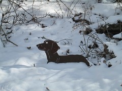 Dachshunds in the Snow by Teckelcar