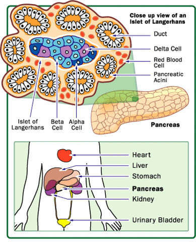 diabetes-pancreas(how stuff work)