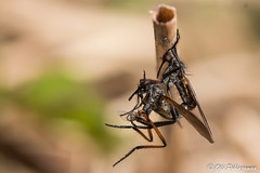 Diptera: Brachycera: Empididae