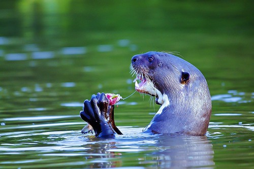 Giant River Otter Eating Fish - (Explored)