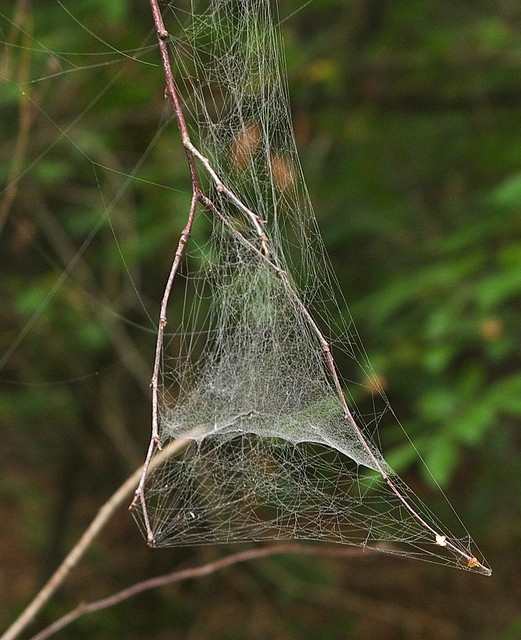 DSC_7237 spider web