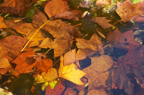 Autumn Leaves with little fish by nomachishinri