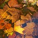 Autumn Leaves with little fish