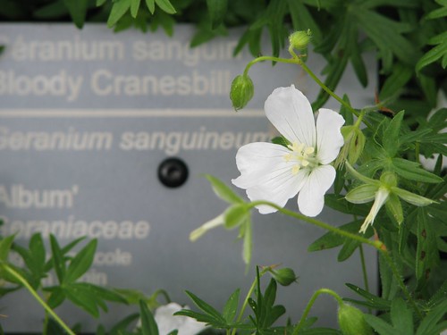 Geranium Sanguineum