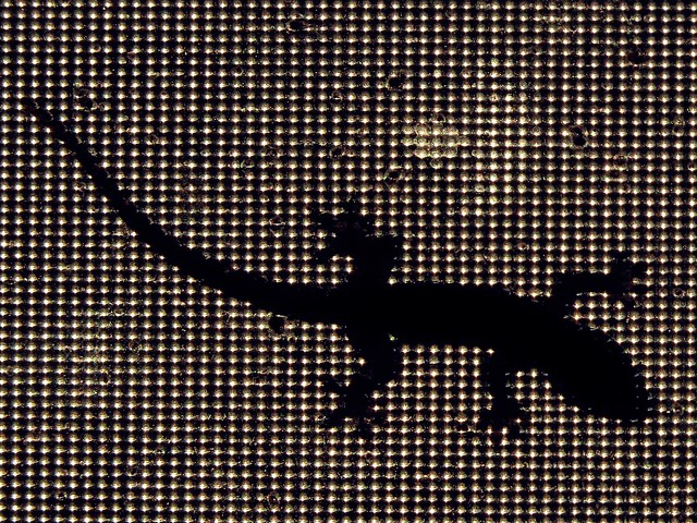 Silhouette of common house gecko.  Photographed by Bernard Eirrol Tugade