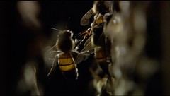 蜜蜂（圖片來源：公視《蜂狂》提供）