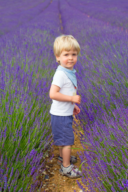 Theo in the lavender fields