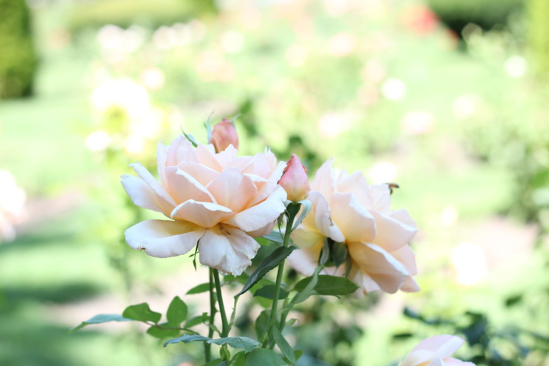 rose garden by replicate then deviate