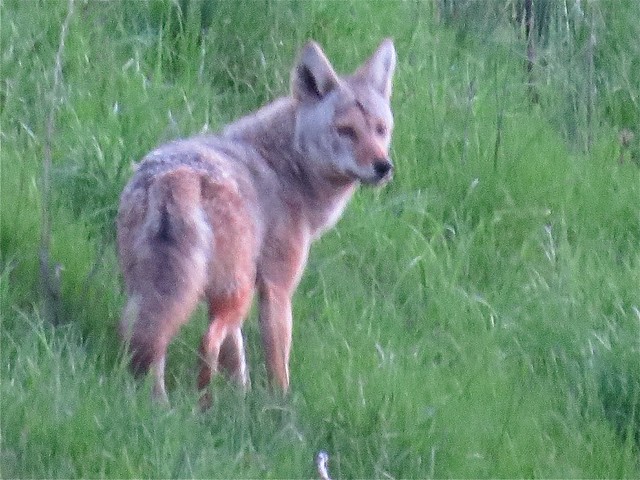 Coyote in Normal, IL