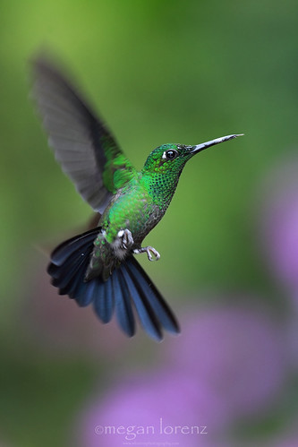 Hummingbird by Megan Lorenz