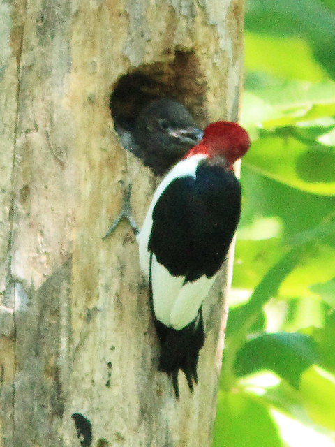 Red-headed Woodpecker feeding nestling 4-20130903