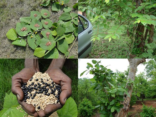 Indigenous Medicinal Rice Formulations for Diabetes and Cancer Complications, Heart and Kidney Diseases (TH Group-105) from Pankaj Oudhia’s Medicinal Plant Database by Pankaj Oudhia