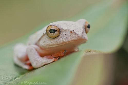 Kinabalu Tree Frog (Rhacophorus baluensis) IMG_1513 copy
